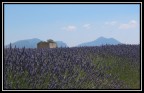La Nuova Lavanda