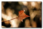 autunno