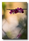 fiori nella luce