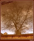 Stagno