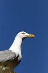 dal bioparco di roma
naturalmente lui non era in gabbia ma in cerca di cibo