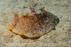 Santa Caterina (Nard)
-20 mt.

Mollusco della specie Pleurobranchus testudinarius (dov' Mabbond per la conferma?)

Purtroppo ho scattato con il 18mm e non ho potuto avvicinare di pi l'animale se non croppando

Critiche sempre graditisissime

Grazie mille a tutti

Giuseppe