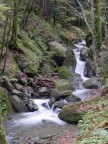 Camaldoli - La foresta