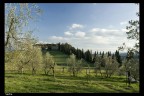 Colli fiorentini