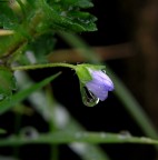 lacrima floreale