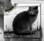 felinus ferus
