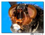 Ritratto macro...