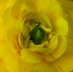 Nel giallo!