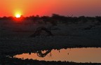 savana in fiamme