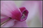 Soffusamente rosa