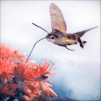 Hummingbird hawk moth Hummingbird hawk moth