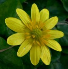 Fiore giallo 3
