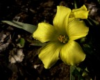 Aurum