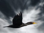 Cormorain...