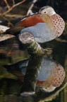 Alzavola Anellata