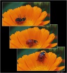 Coccinella story...