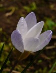 delicate