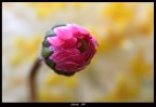 Nel giallo