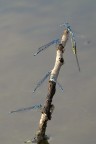 Non  una vera macro, per cui  la metto in Natura.
Nikon D200, nikkor 300mm f4 Af  IF ED (quello vecchio) pi tubo di prolunga.
I maschi sono quelli azzurri, in disciplinata attesa ciascuno del proprio turno?  
Commenti graditi come sempre.

                                                             Silvio