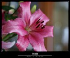Una delle prime foto scattate con la nuova K10D (ob. P-A 50mm f1.7)
