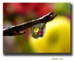 slplich...splich