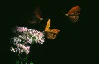 Volo di farfalle