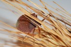 Cimice Nascosta