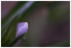 ovetto fiore