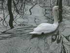 I disegni del Cigno