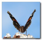 Butterfly 10