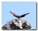 Butterfly 15
