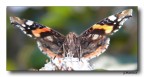 Butterfly 22