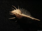 Difesa passiva