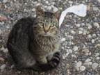 felino domestico