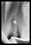 calla