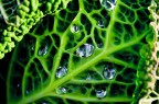 Green power
