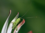 Non ho mai visto un grillo di queste dimensioni minute... una specie particolare???