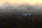 alba in Camargue