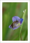 Impollinata