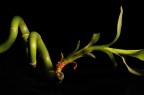 Bamb (Light Painting)
