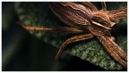 spider wide