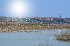 volo gabbiani