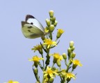 farfalla 1