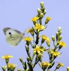 farfalla 2