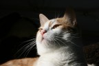 gatto