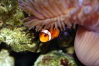Oh!...Nemo