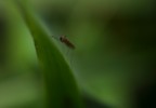 microvita