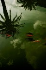 goldfish