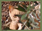 Occhio di gatto