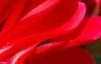 Onde rosse